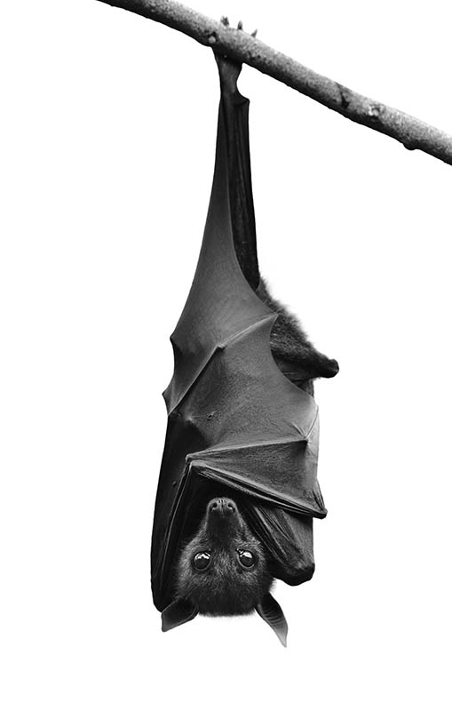 Répulsif chauve souris Martinique