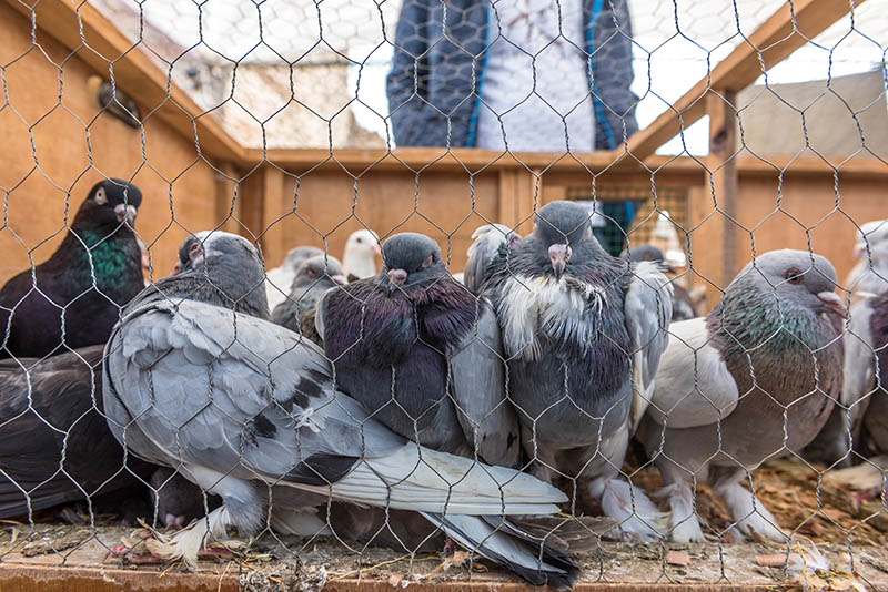 Dépigeonnage Martinique
