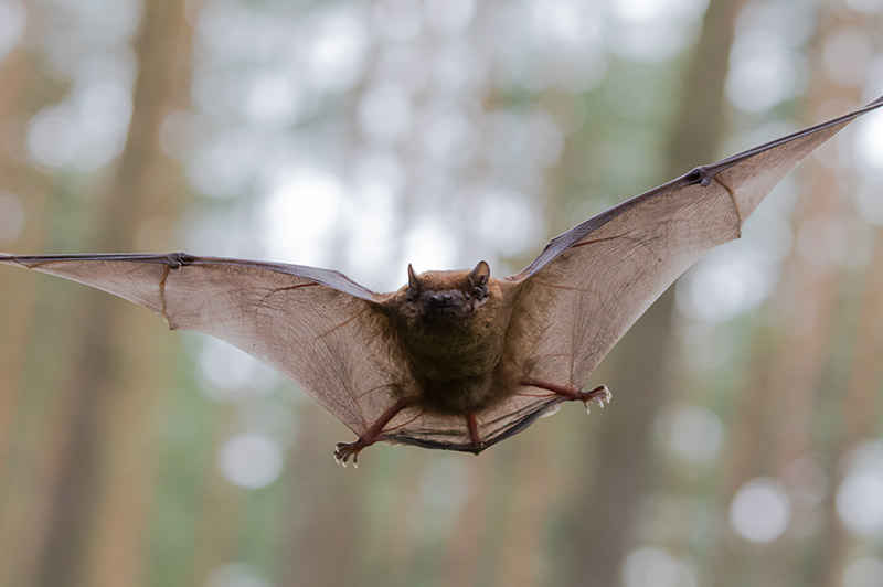 Répulsif ultrasons chauve-souris