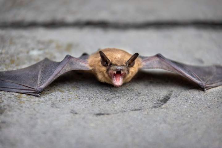 Traitement anti-chauve-souris, Le Robert