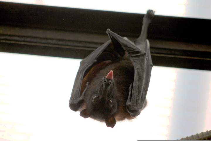 Traitement anti-chauve-souris au Lamentin
