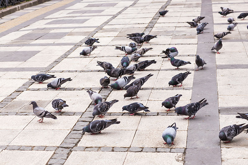 Dépigeonnage