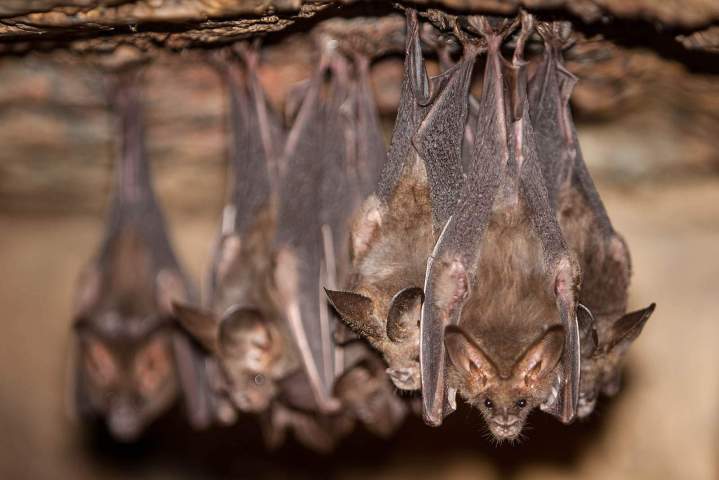 Traitement anti-chauve souris LE LAMENTIN