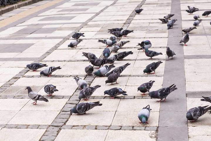 shutterstock 282786377